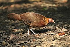 Red Junglefowl